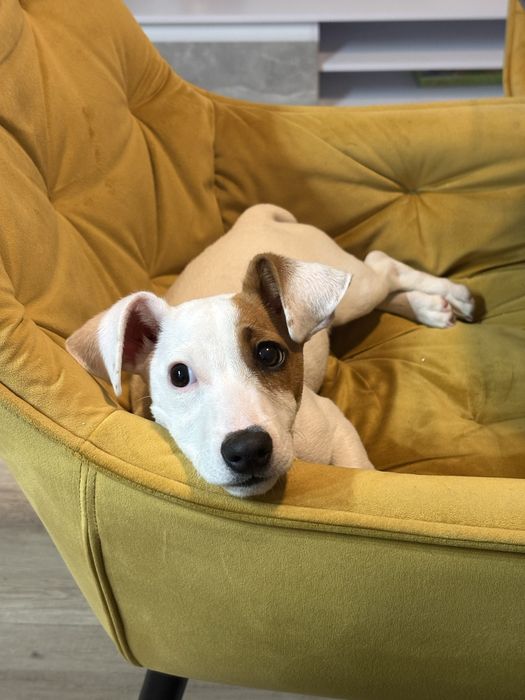 Подарявам Чистокръвен Джак Ръсел 4 месеца Мъжки