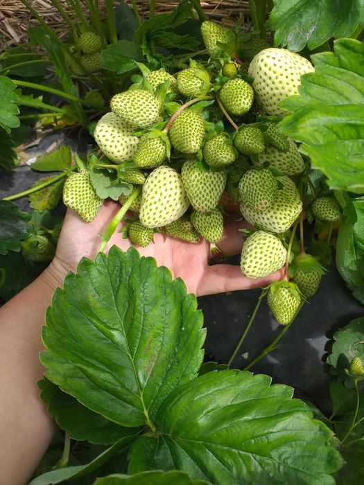 Разсад за ягоди 0.25€ целогодишни сезони и други само сега разполагаме