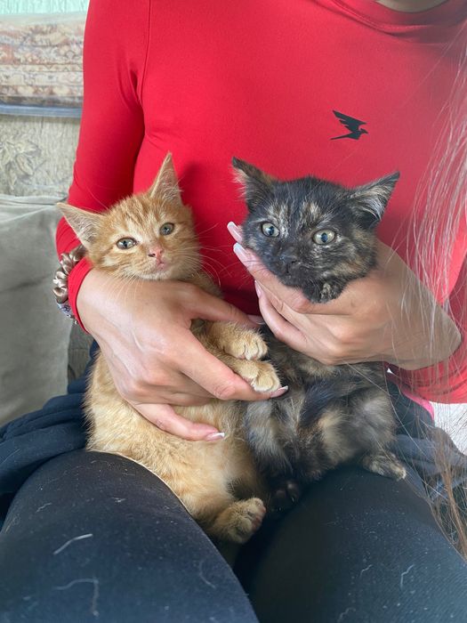 Отдам котят в добрые руки