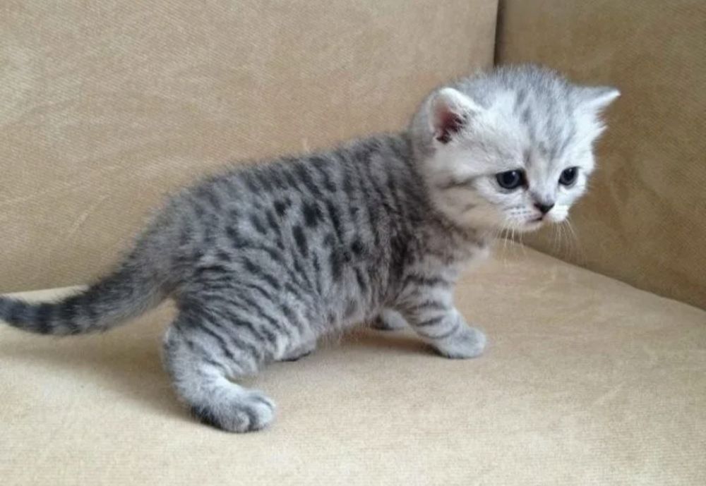 Котята фолд и страйк