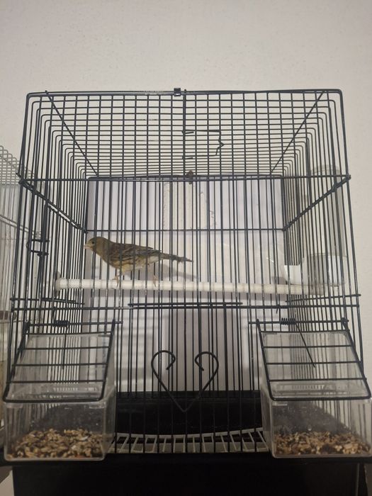 Продаются канарейки