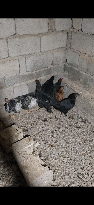 Балапандар сатылады