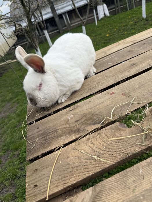 Vând californian , uriaș belgian,rex mediu