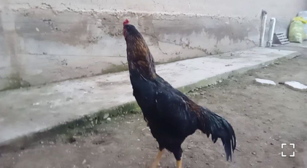 Jo'jala sotiladi bobo, dakan