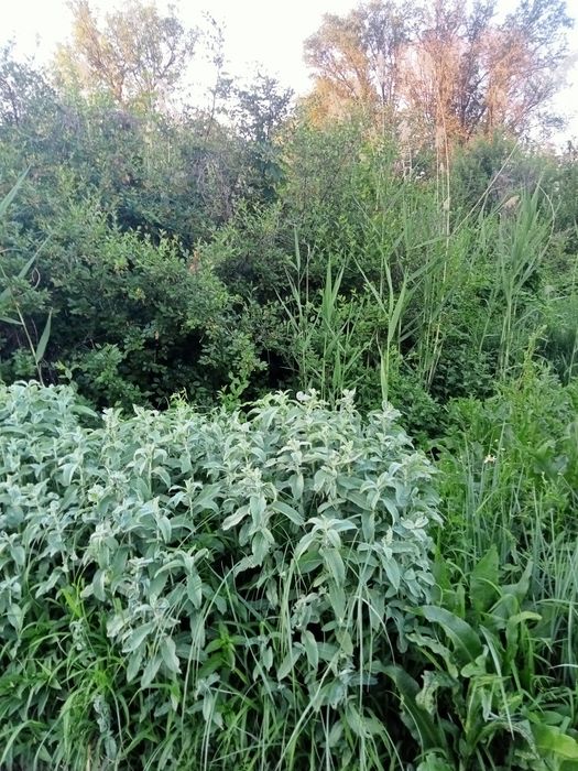 Продам дачу 12 соток