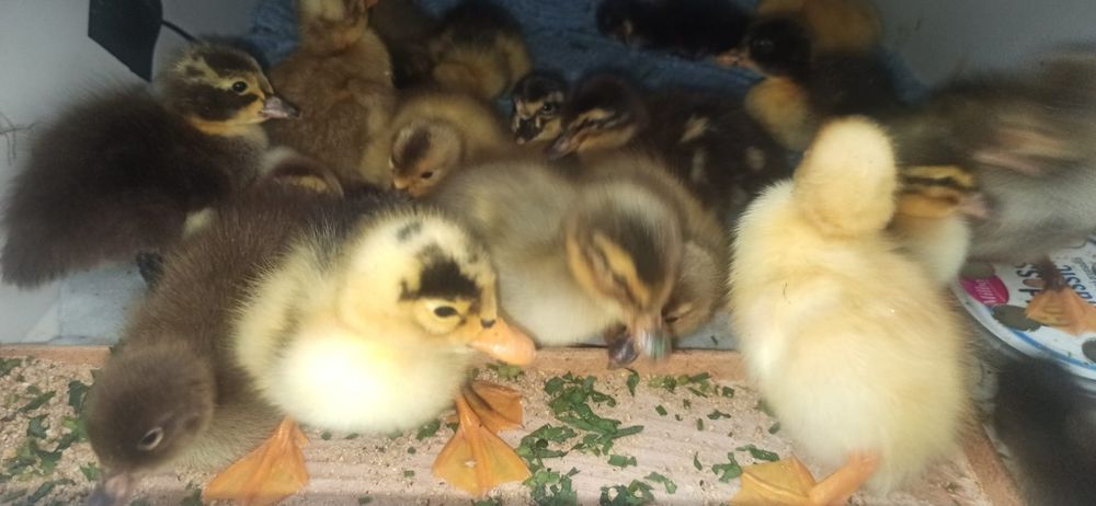 Vând rățuște/ boboci rata