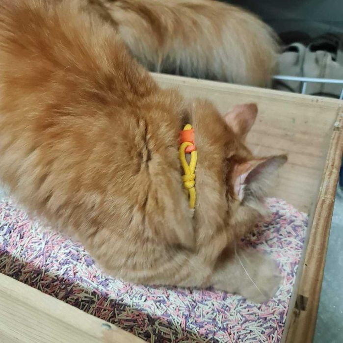 НОВО!!! JOZY Rainbow Еко котешка тоалетна тофу от Соя и бамбук