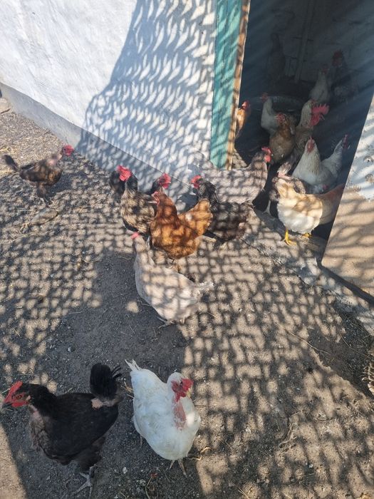 Продам Домашних курей