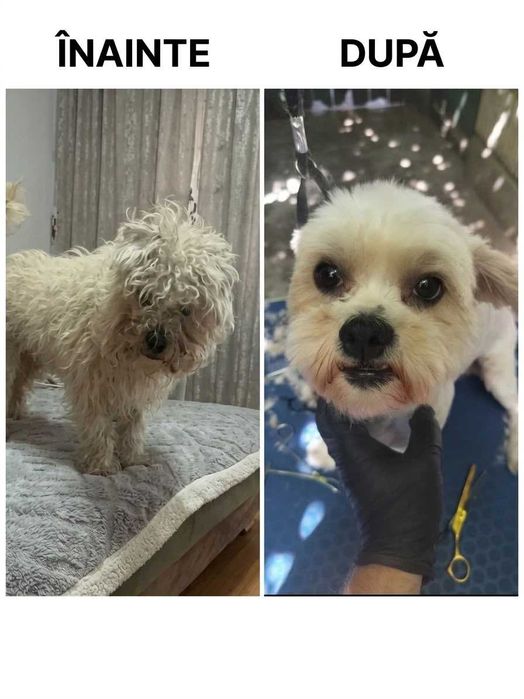 Tuns Grooming Braila /Domiciliu