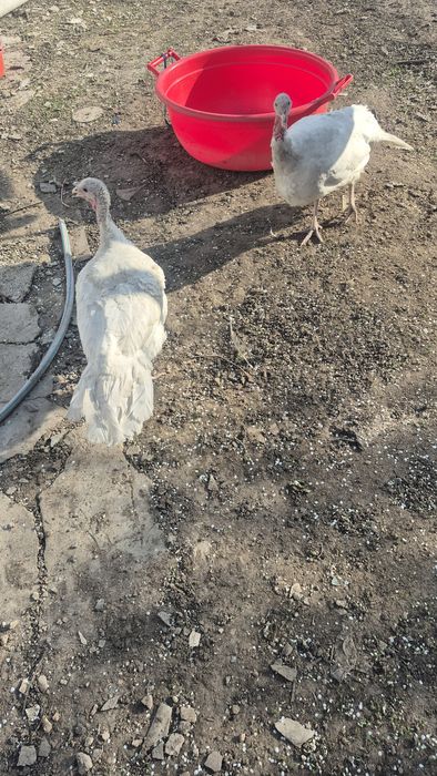 Индейка белая ставропольская