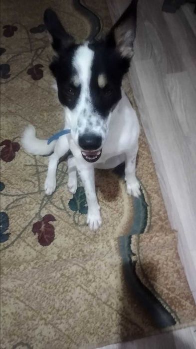 Собака в хорошие руки, даром