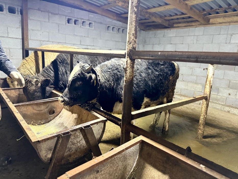 Продам бычков 1.4 месяцев.Почти полтарашки