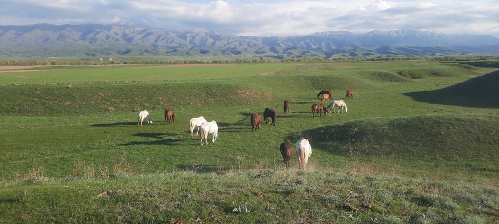 Ассалаумагалейкум пішпе аттар сатылады