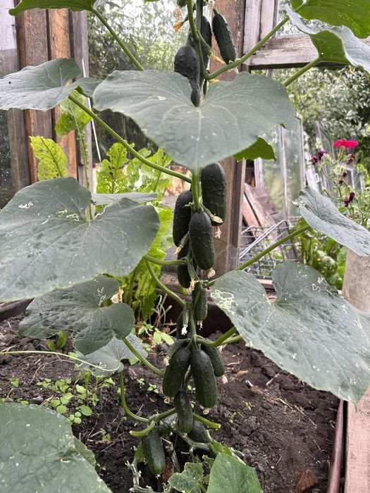 Уютный Частный дом