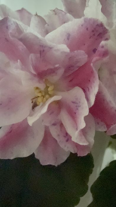 Продам сенпооию РС-Первая красавица