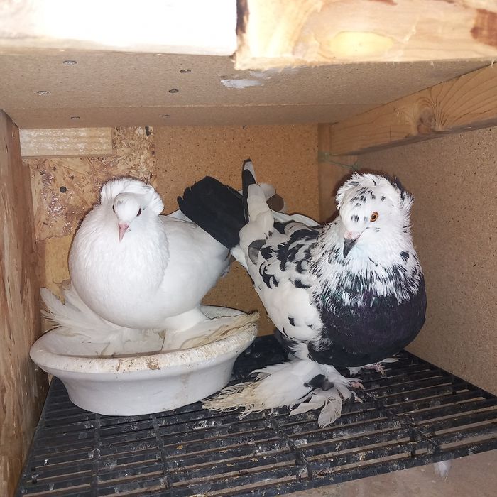 Porumbei uriasi maghiari 7 perechi