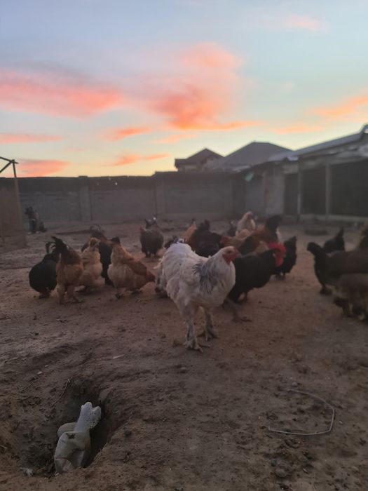 Қораздар жас ірі