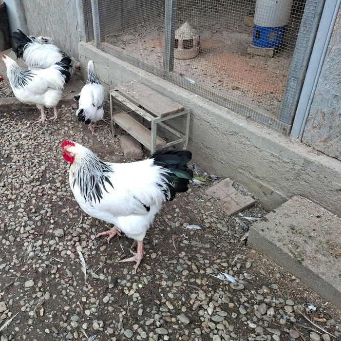 Cocoși rasa sussex