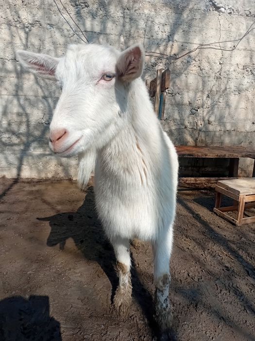 Заанен ешкі сатылады