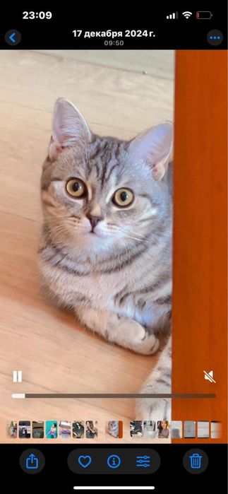 американский короткошерстный