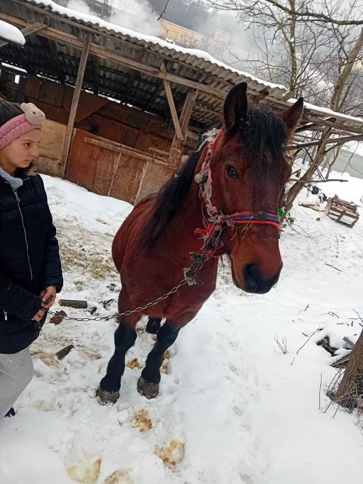 Armasar de vânzare de 5 ani