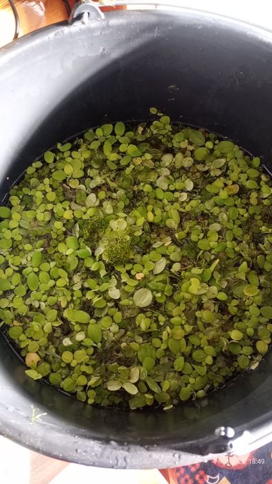 Plante suprafata acvariu