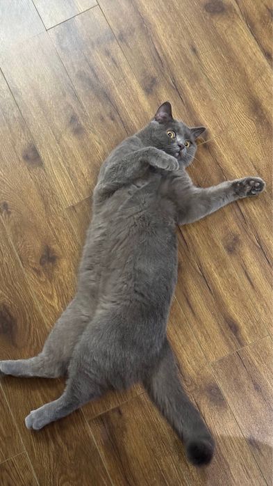 Sumka latok va idishlari bn birga beriladi