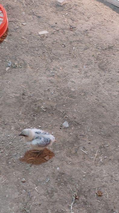 Xar xil turdagi jojalar tovuqlar mavjud