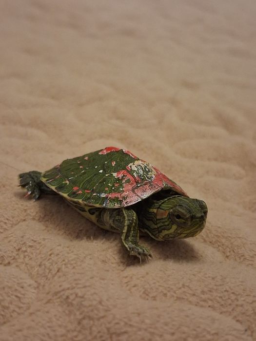 Красноухая черепаха маленькая черепашка