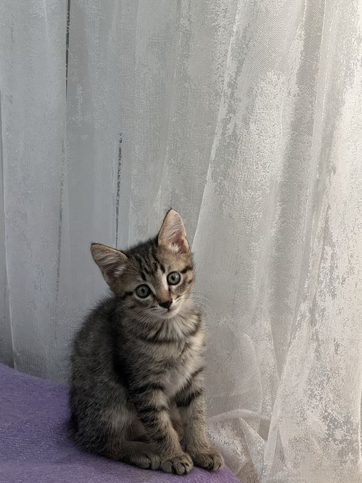 Отдам котика в  добрые  руки!