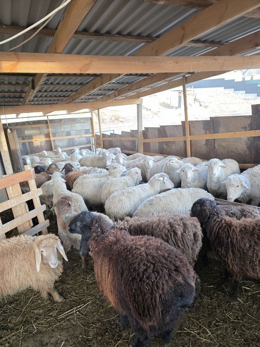 Кой сатамын байланган