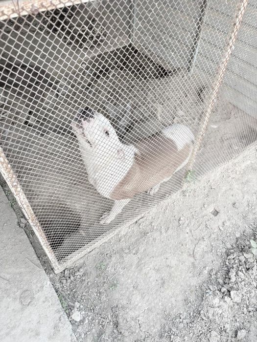 Ит сатылады Пить-бултерьер