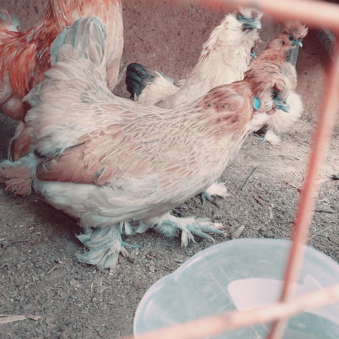 Yaponcha tuxumlari bor