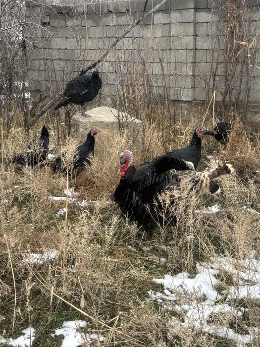 Индюк! Гибрид! Урыктыкка