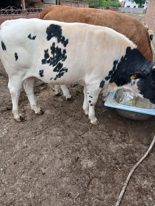 Vând viței Belga