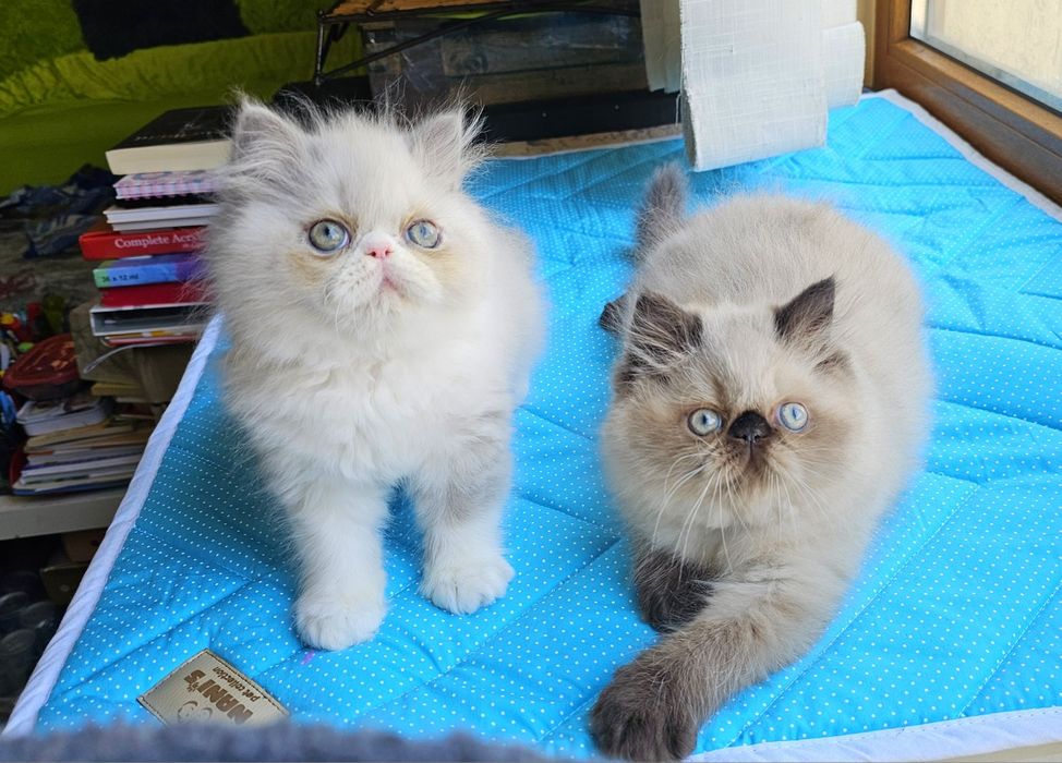 Котенца персийски