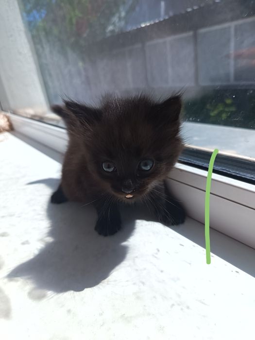 Котята красивенькие