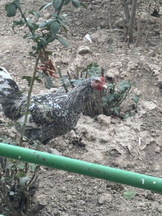 Продам курицу и петуха