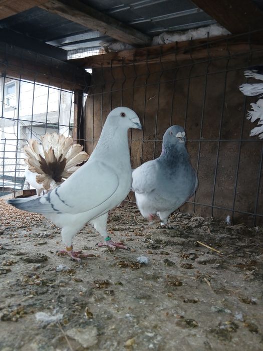 Vand porumbei diferite rase ,sau schimb cu gaini cochinchina pitic.