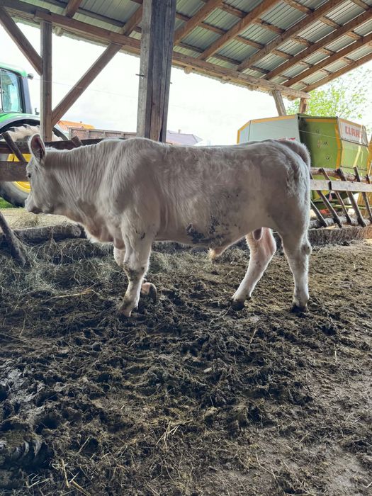 Taur Charolaise cu pedigree