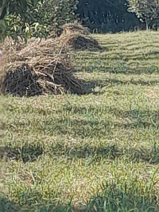 Makka poya baklari yirik o't aralash