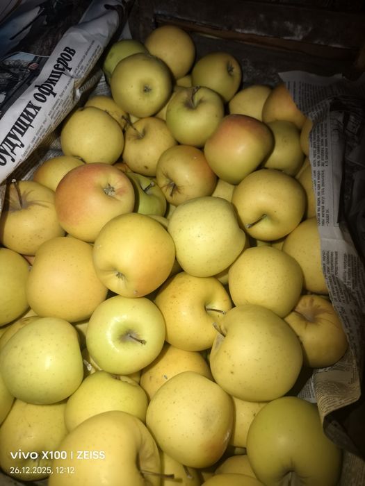 Продам яблоки золотой и американка