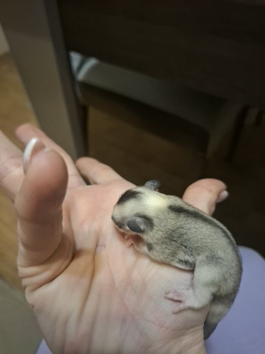 Летящи захарни катерички момче и момиче