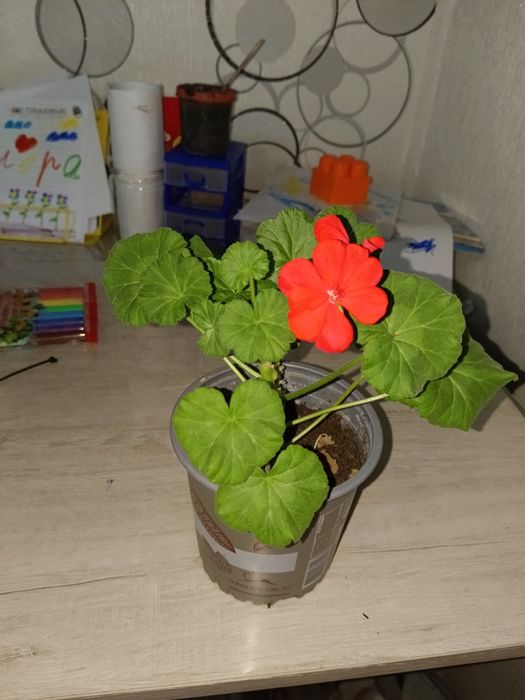 Продаю цветы комнатные