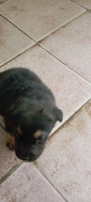 Ratfeler kuchugi sotiladi