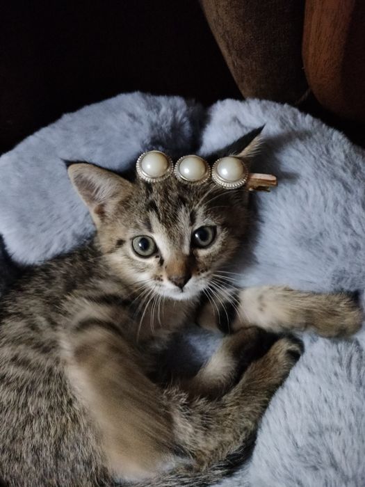 Бесплатно отдам кошку