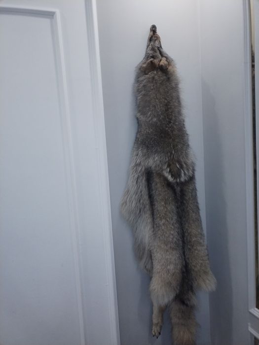 Продам чучелу волка.