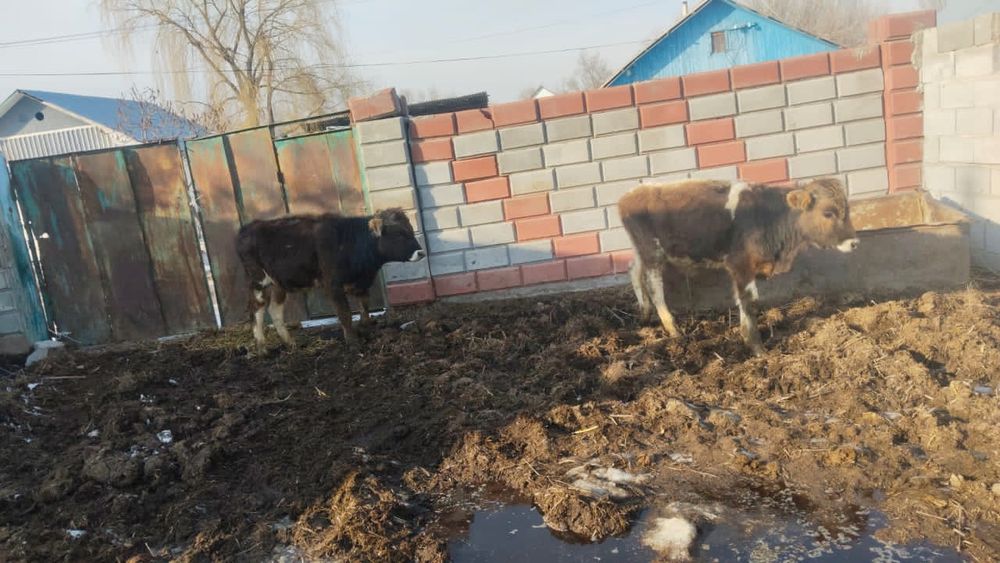 Еркек бұзаулар сатылады