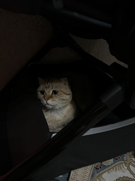 Вязка нашему Симону