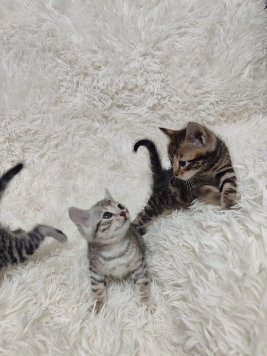 Бенгальские котята